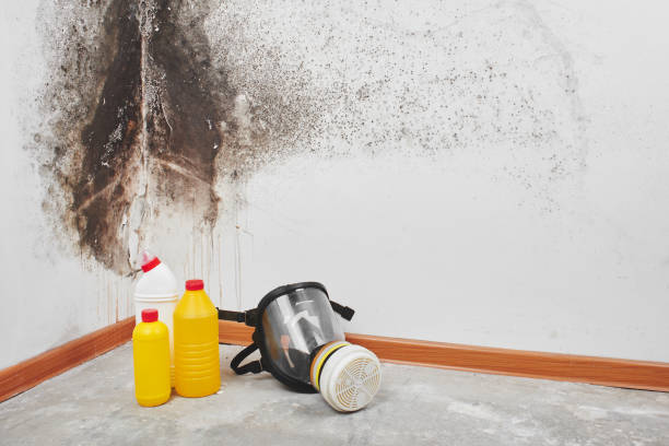 Best Emergency Mold Removal  in Algona, IA