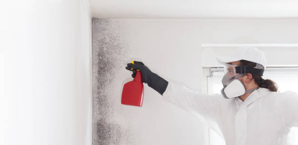 Best Mold Damage Repair  in Algona, IA