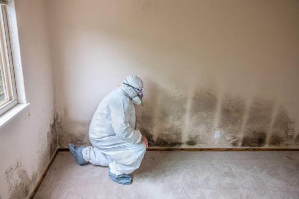 Best Certified Mold Removal  in Algona, IA