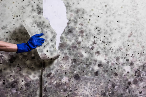 Best Office Mold Removal Services  in Algona, IA