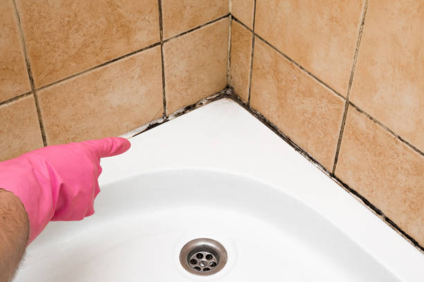 Best Affordable Mold Removal  in Algona, IA